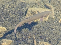 Oncorhynchus clarkii