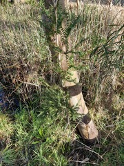 Melaleuca styphelioides