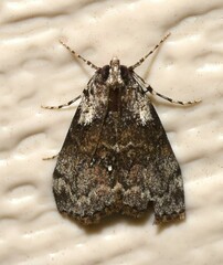 Pococera humerella