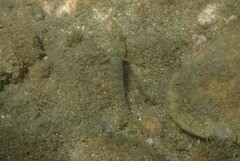 Gobius incognitus