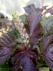 Perilla