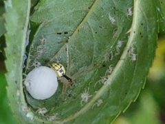 Phylloneta pictipes
