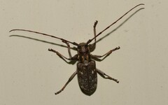 Monochamus carolinensis