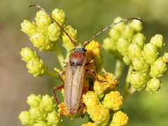 Crossidius testaceus