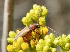 Crossidius testaceus