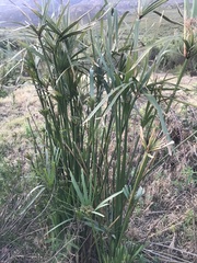 Cyperus textilis