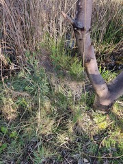 Cassinia arcuata