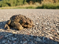 Anaxyrus boreas boreas