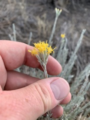 Tetradymia canescens