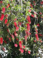 Melaleuca viminalis viminalis