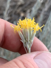Tetradymia canescens