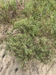 Arthroceras subterminale