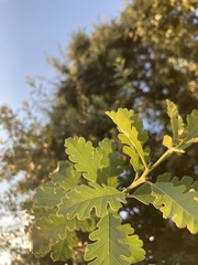 Quercus