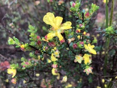 Hibbertia sericea