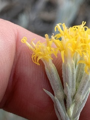 Tetradymia canescens