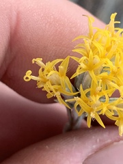 Tetradymia canescens
