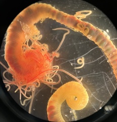Cirratulus grandis