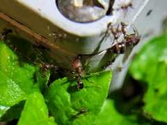 Pheidole obscurithorax