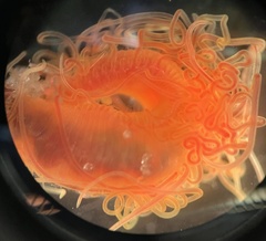 Cirratulus grandis