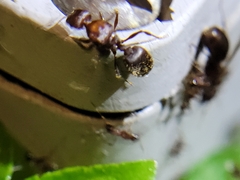 Pheidole obscurithorax