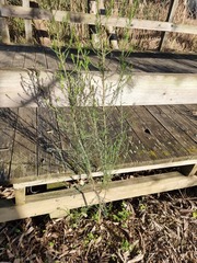 Cassinia arcuata