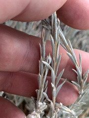 Tetradymia canescens