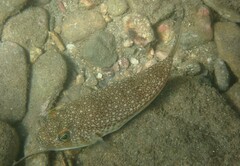 Torquigener flavimaculosus