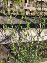 Cassinia arcuata