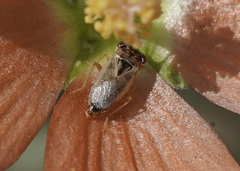 Geocoris pallens