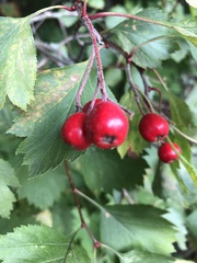Crataegus laevigata
