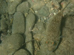 Torquigener flavimaculosus