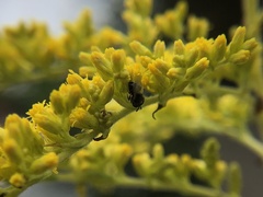 Perilampidae