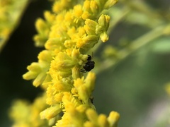 Perilampidae
