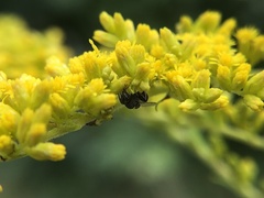 Perilampidae