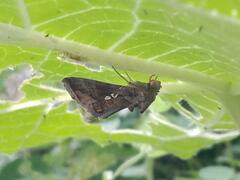 Autographa precationis