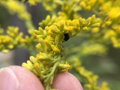Perilampidae