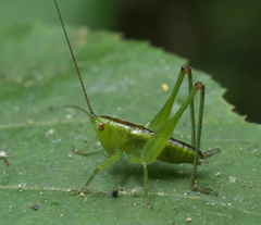 Conocephalini