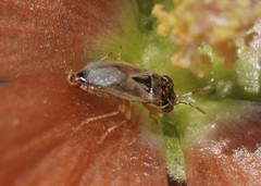 Geocoris pallens