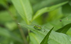 Conocephalini