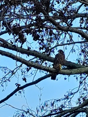 Falco novaeseelandiae