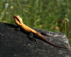 Psammophilus dorsalis