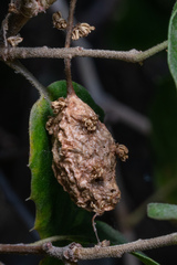 Callirhytis congregata