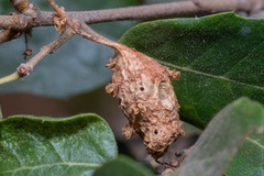 Callirhytis congregata