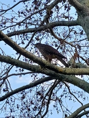 Falco novaeseelandiae