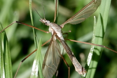 Tipula oleracea