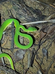 Trimeresurus albolabris
