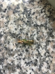 Pseudoxya diminuta