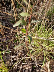 Eucalyptus camaldulensis