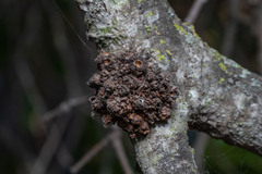 Kokkocynips attractans