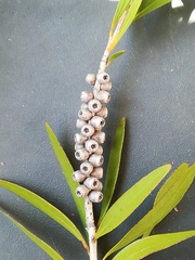 Melaleuca viminalis viminalis